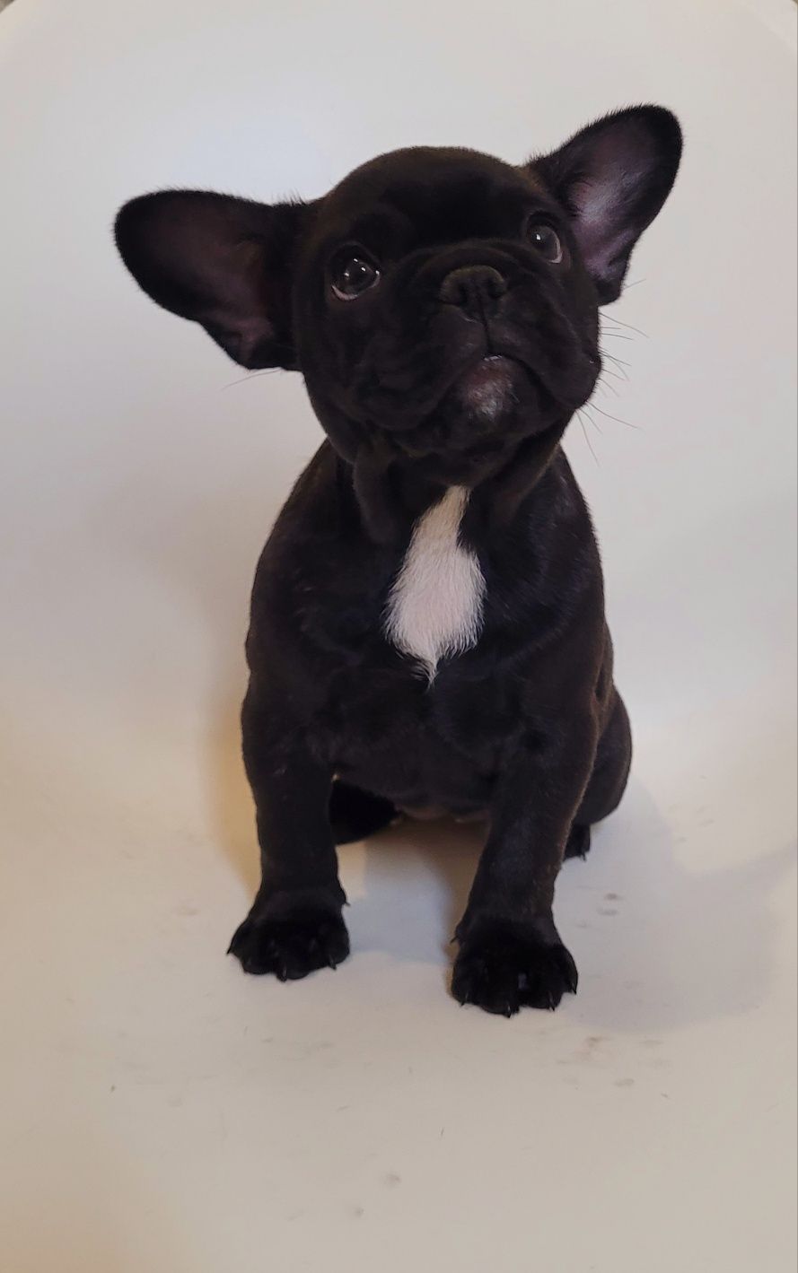 Bulldog femea bebé