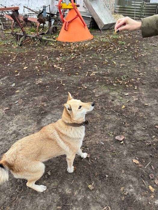 Собачка шукає дім!!!