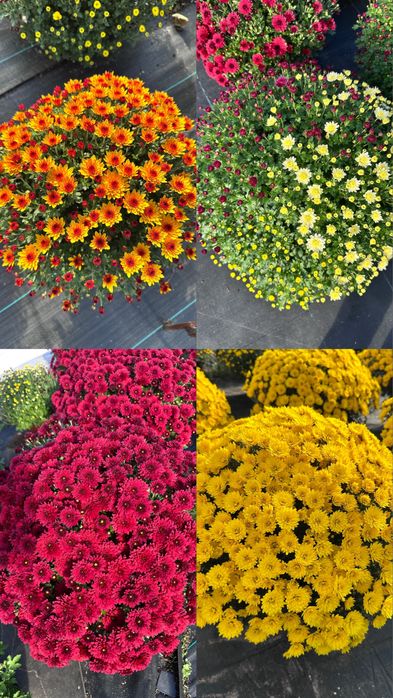 Chryzantemy drobnokwiatowe