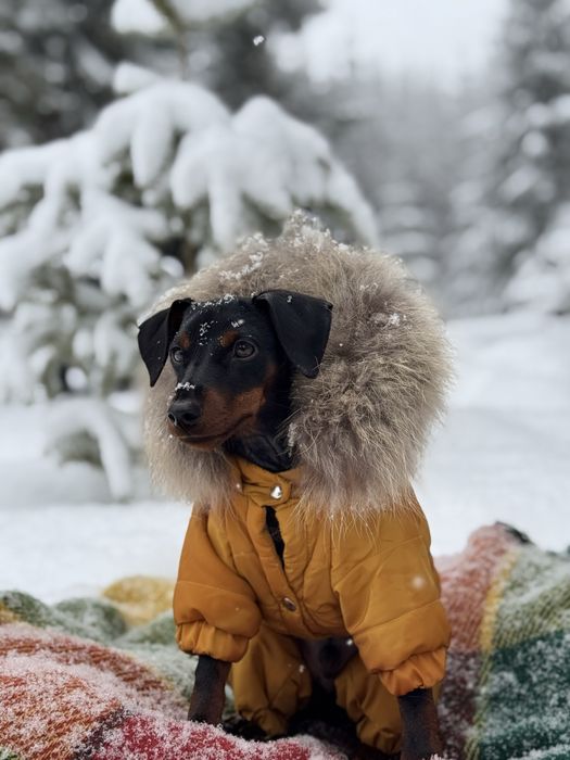 Зимовий комбінезон для собак