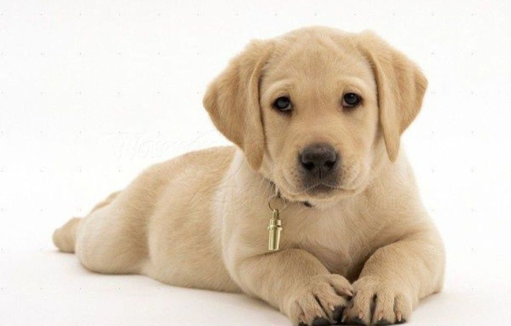 Чистокровный Лабрадор Ретривер щенки питомника с Доставкой