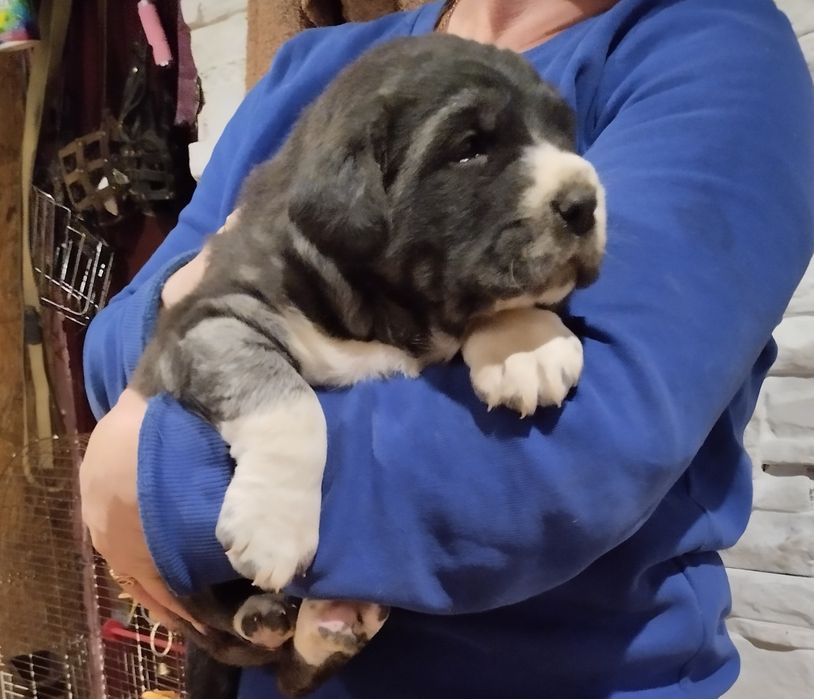 Продам малюків алабайчіків