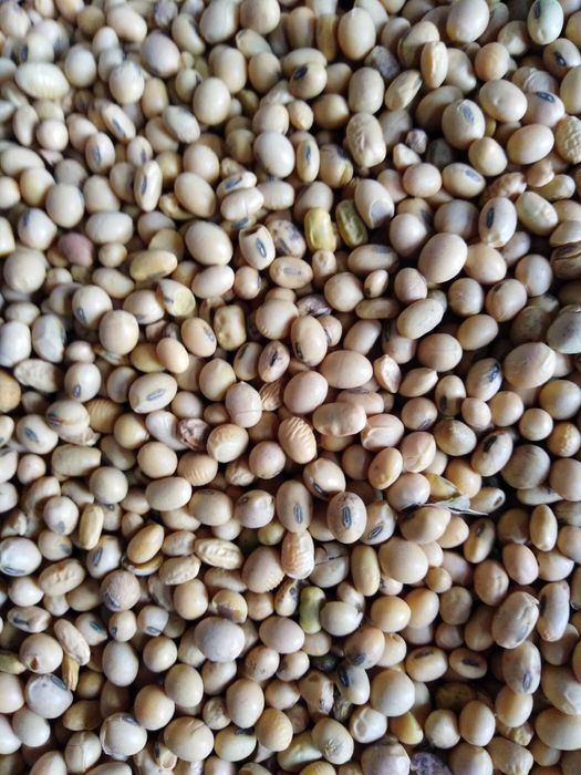 Соя пищевая сидерат кормовая