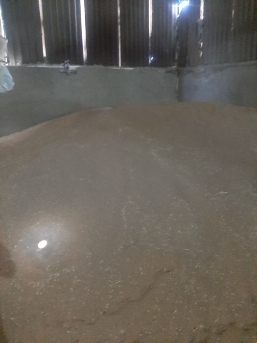 Пшениця посівна, еліта, сорт Сталева