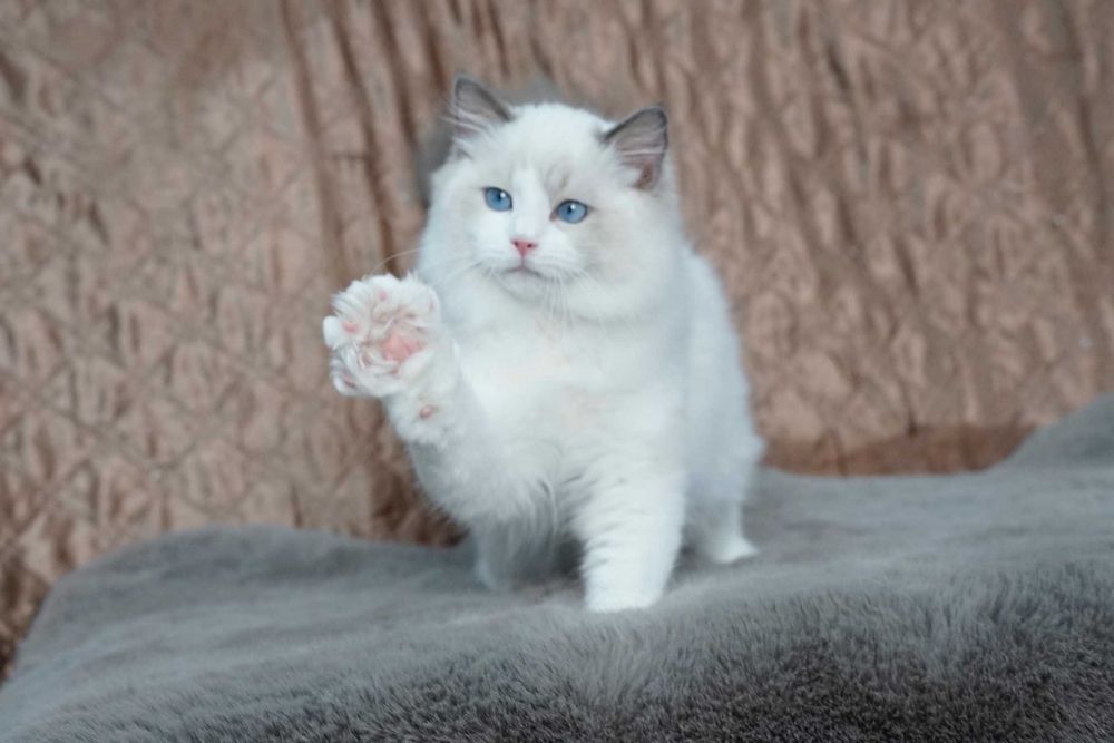 Słodki kotek ragdoll z rodowodem