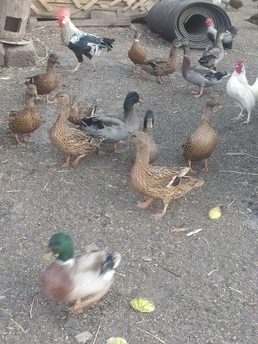 Качка кряква  самці та самочки