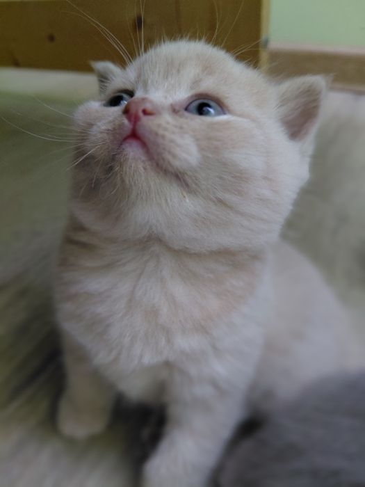 Kocurek brytyjski kremowyFPL