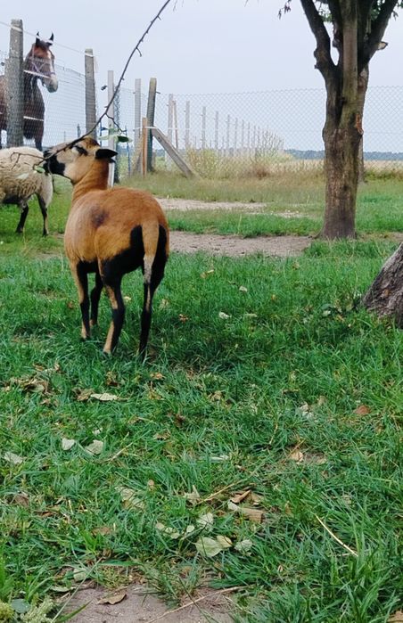 Sprzedam owce kameruńskie