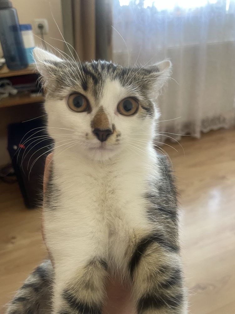 Кошенята, безплатно