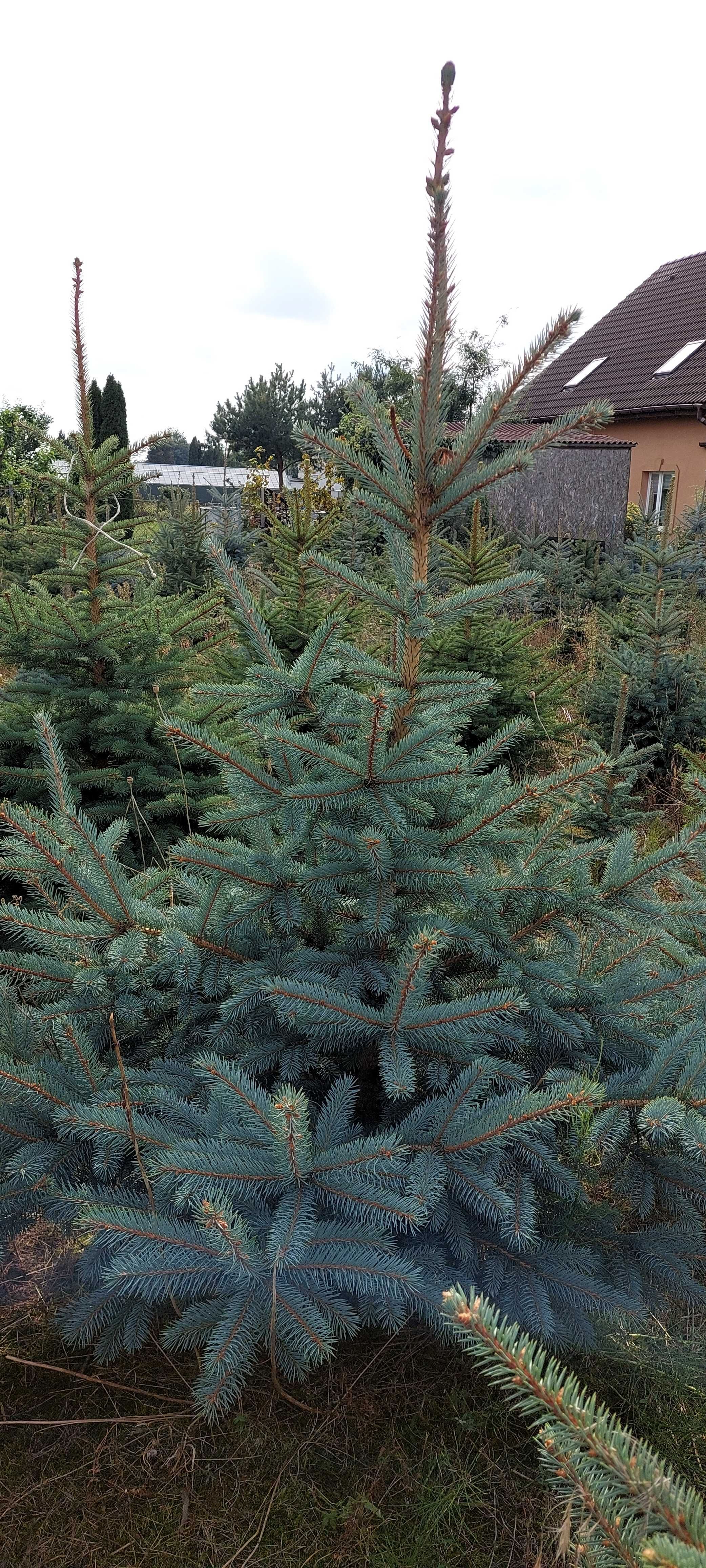 ŚWIERKI SREBRNE I ZIELONE - sprzedaż bezpośrednio z plantacji