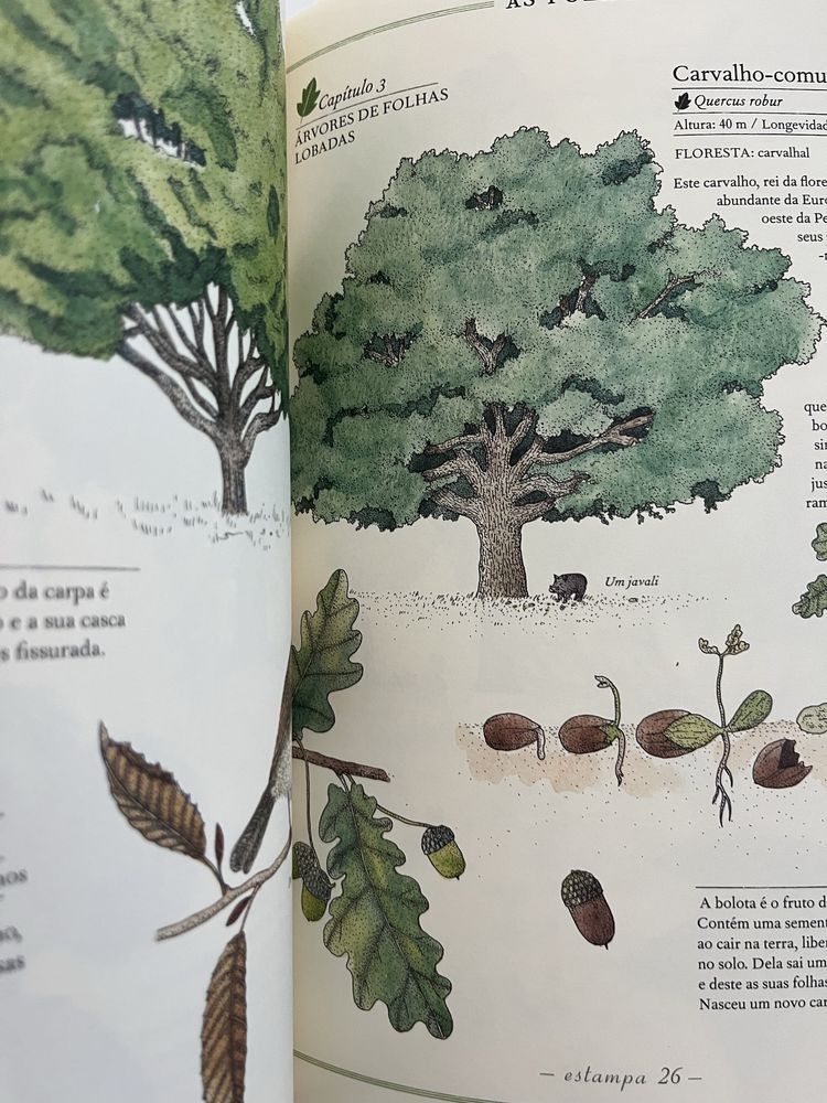 Livro inevtario das arvores
