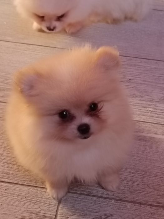 Pomeranian suczka