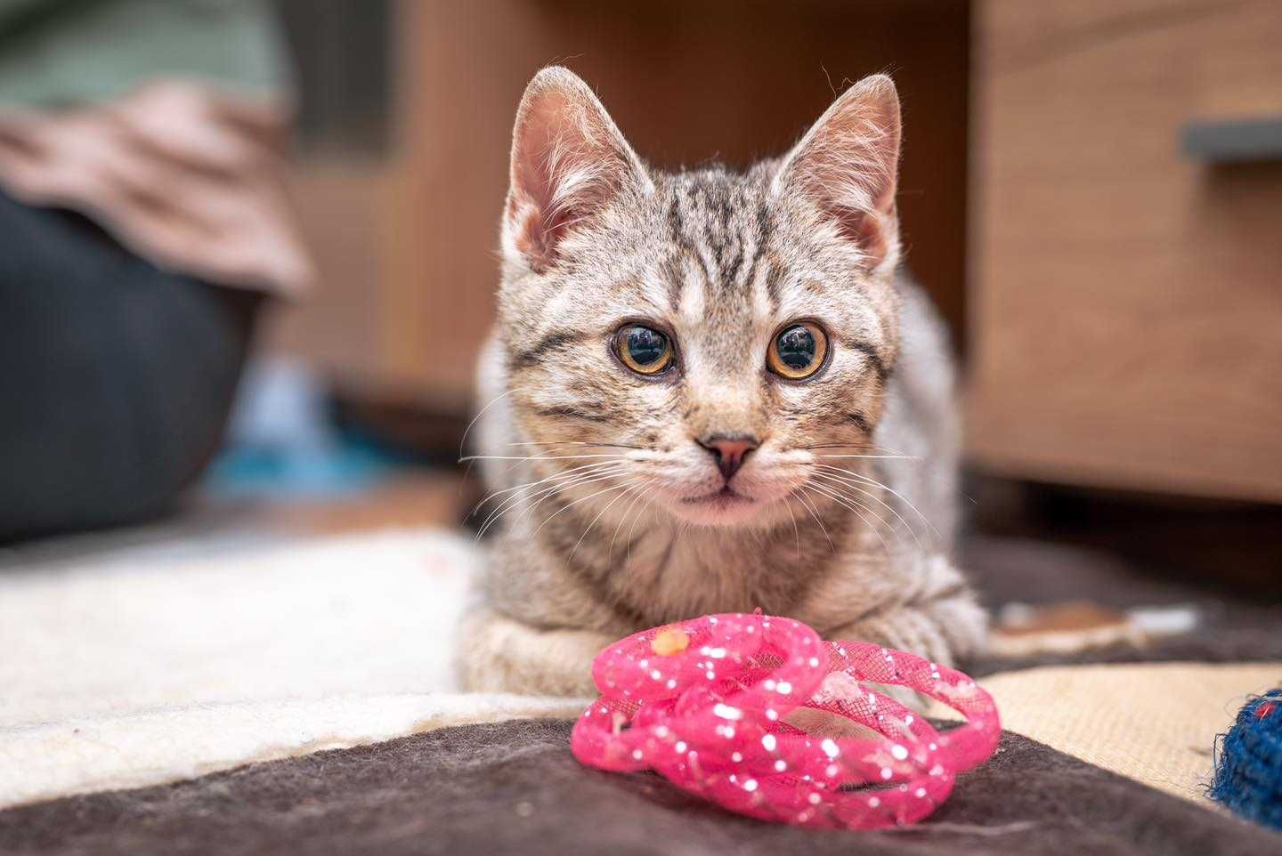 Szczęściarz - kociak do adopcji