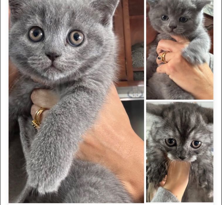 Gatinhos  fofos prontos para si