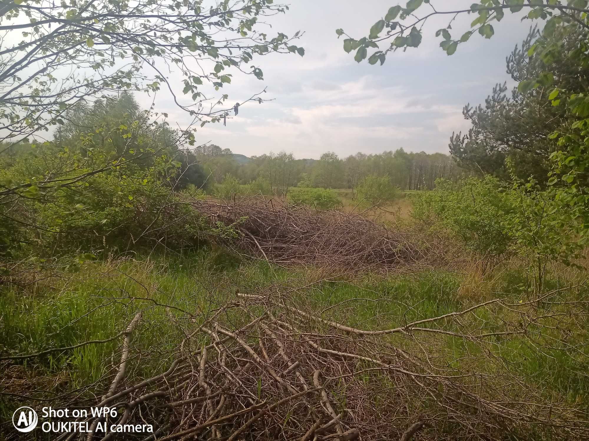 CHRUST oddam gałęzie i drewno liściaste suche po karczowaniu