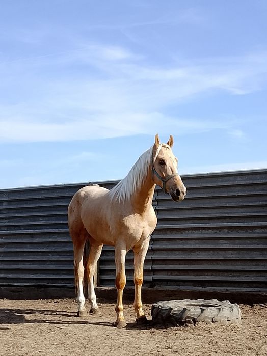 Izabelowaty wałach WLKP