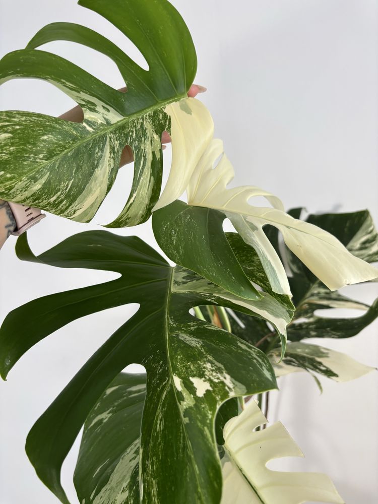 Monstera variegata MV28XXL