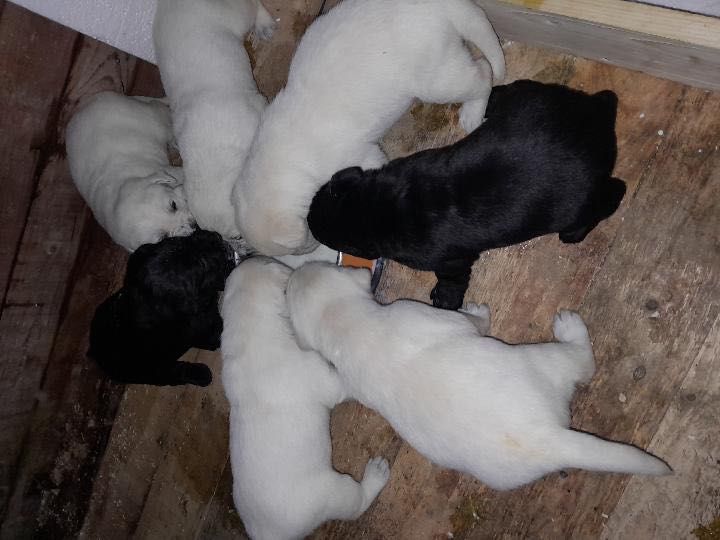 щенята лабрадора