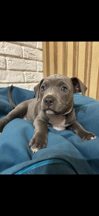 Amstaff szczeniaki american staffort shirt terier