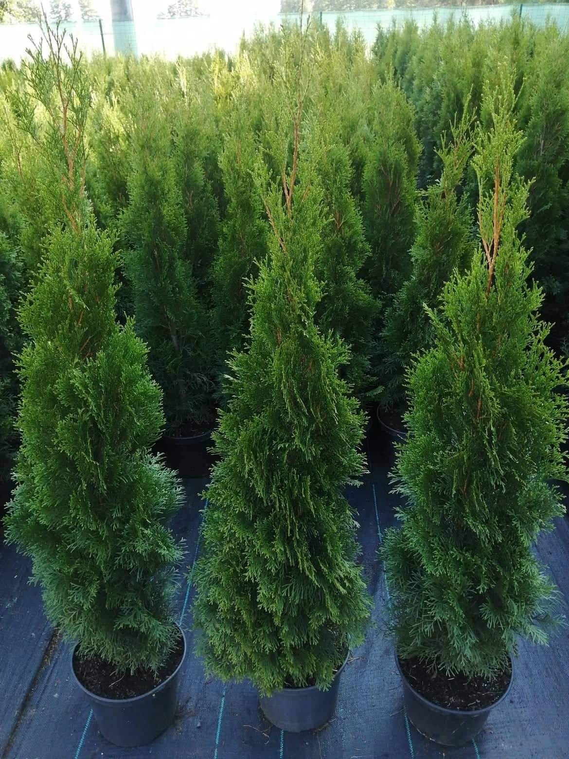 TUJA (Thuja) SZMARAGD 120-130cm C7.5L