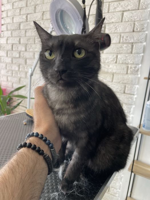 Експрес линька для котів | Грумінг Лівобережна