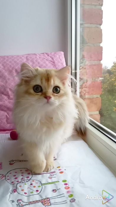 Ніжний як дівчинка. Шотландський прямовухий котик золота шиншила