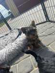 Yorkshire Terrier suka