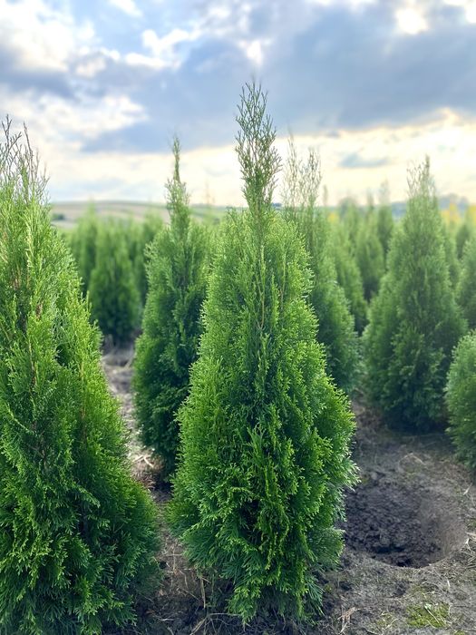 Tuja Szmaragd 110-120 PRODUCENT ‼️ Duża ilość ‼️