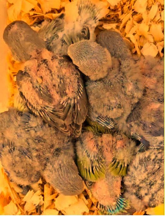 Agapórnis bebés para criar à mão