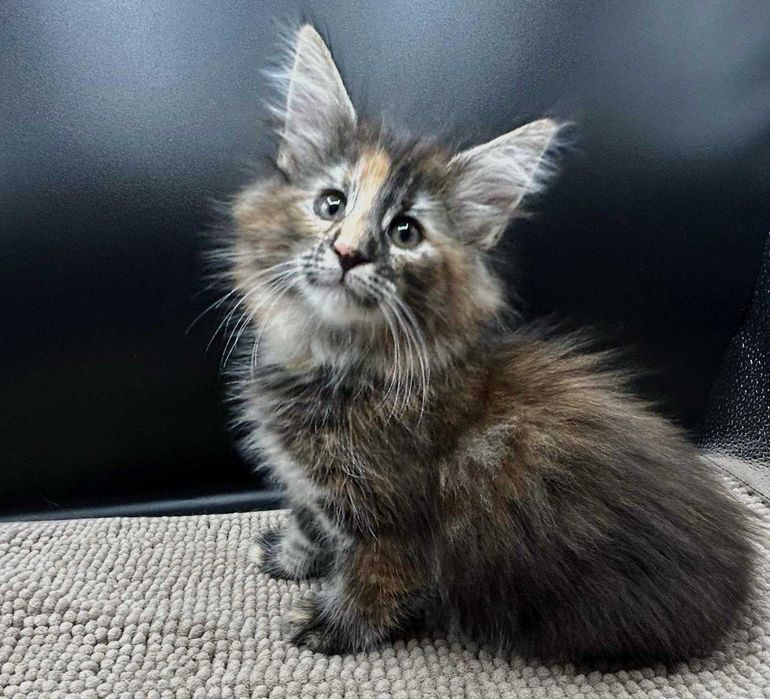 Gatinho bosques da Noruega com Lop