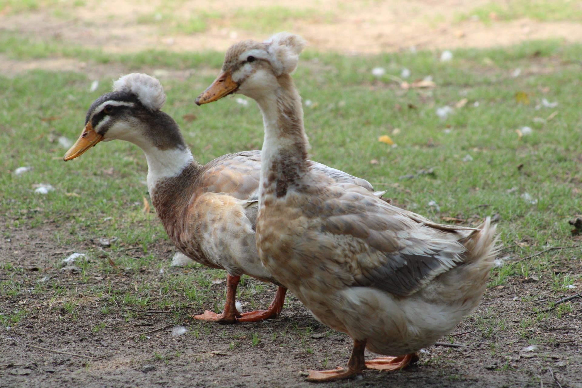 Gęś Gąska Kubańska