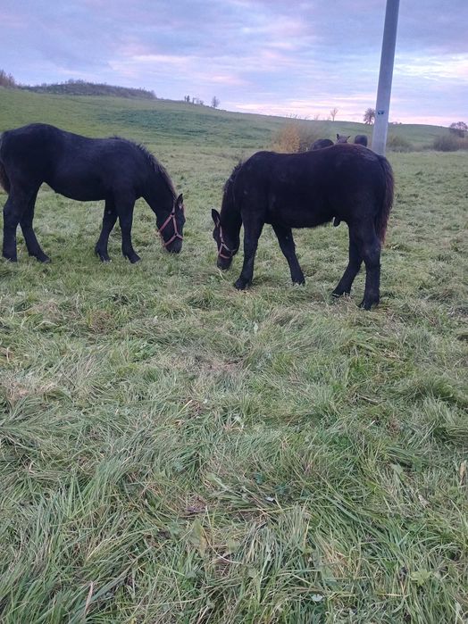 Sprzedam konie zimnokrwiste  .