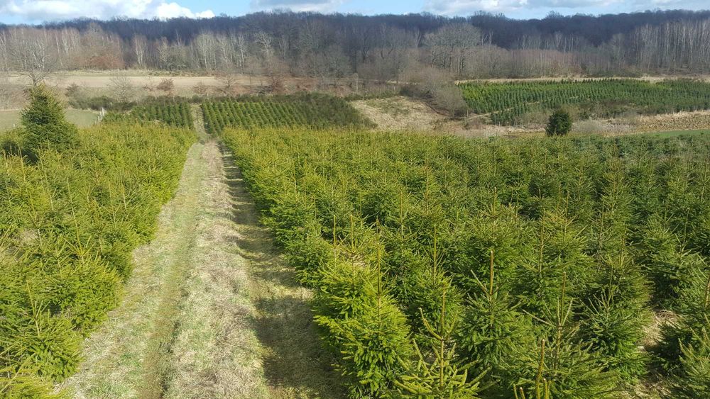 Choinki świerk srebrny, pospolity jodła świerk serbskiPlantacja Marcel