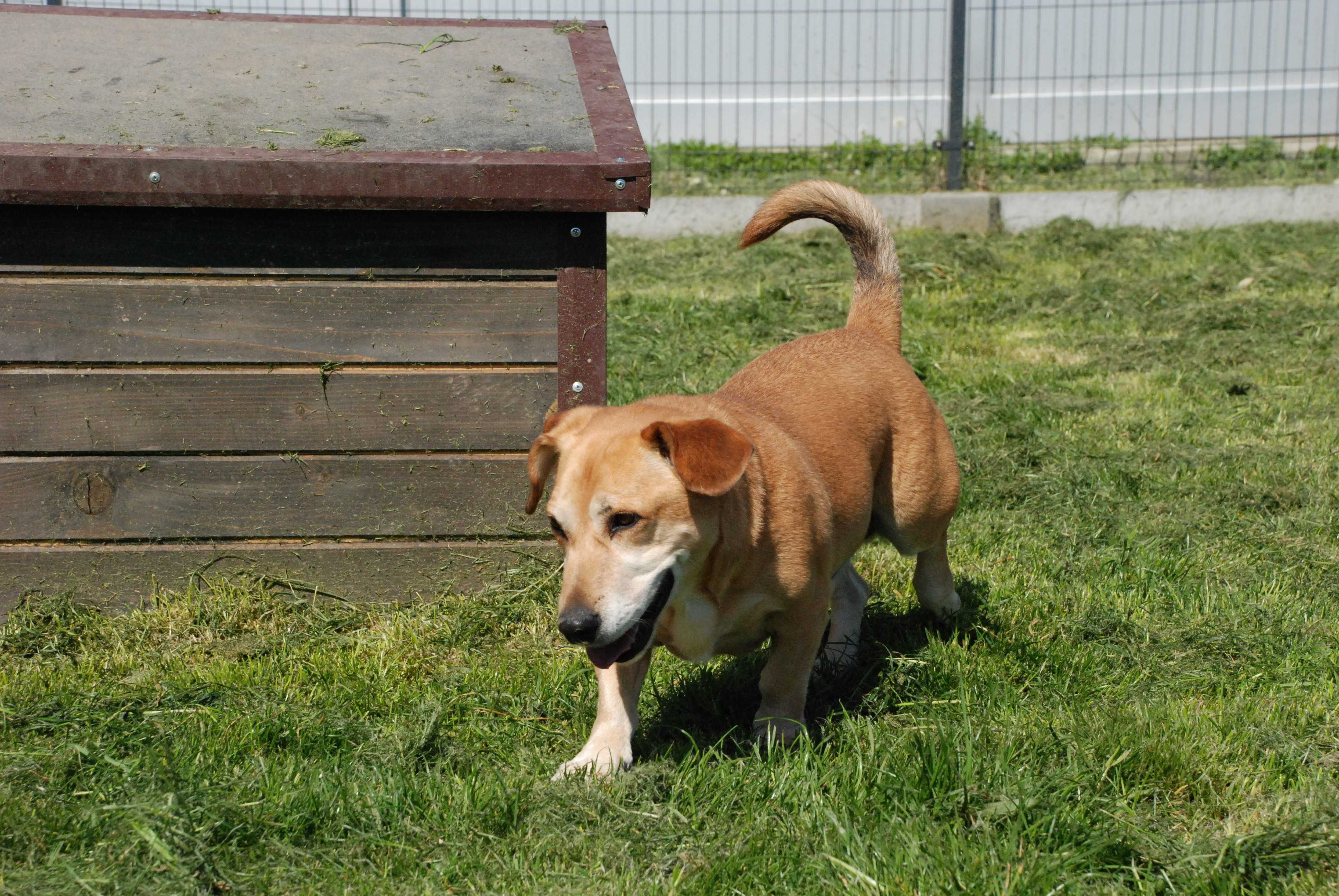 Przekochany przytulas TURBO JAMNIK poleca się do adopcji!