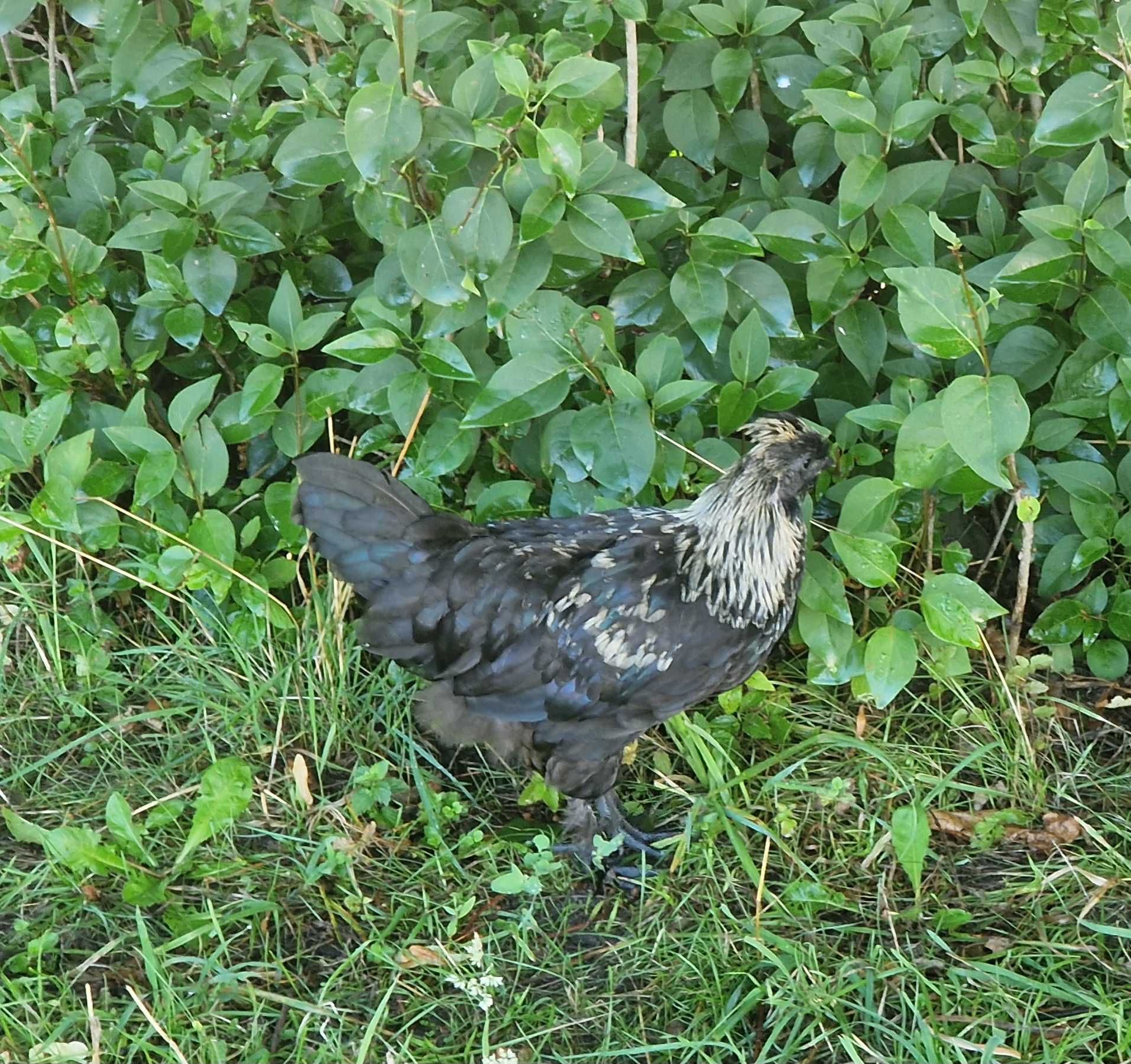 Młode koguty ozdobne. Krzyżówka Ayam Cemani z Silką.