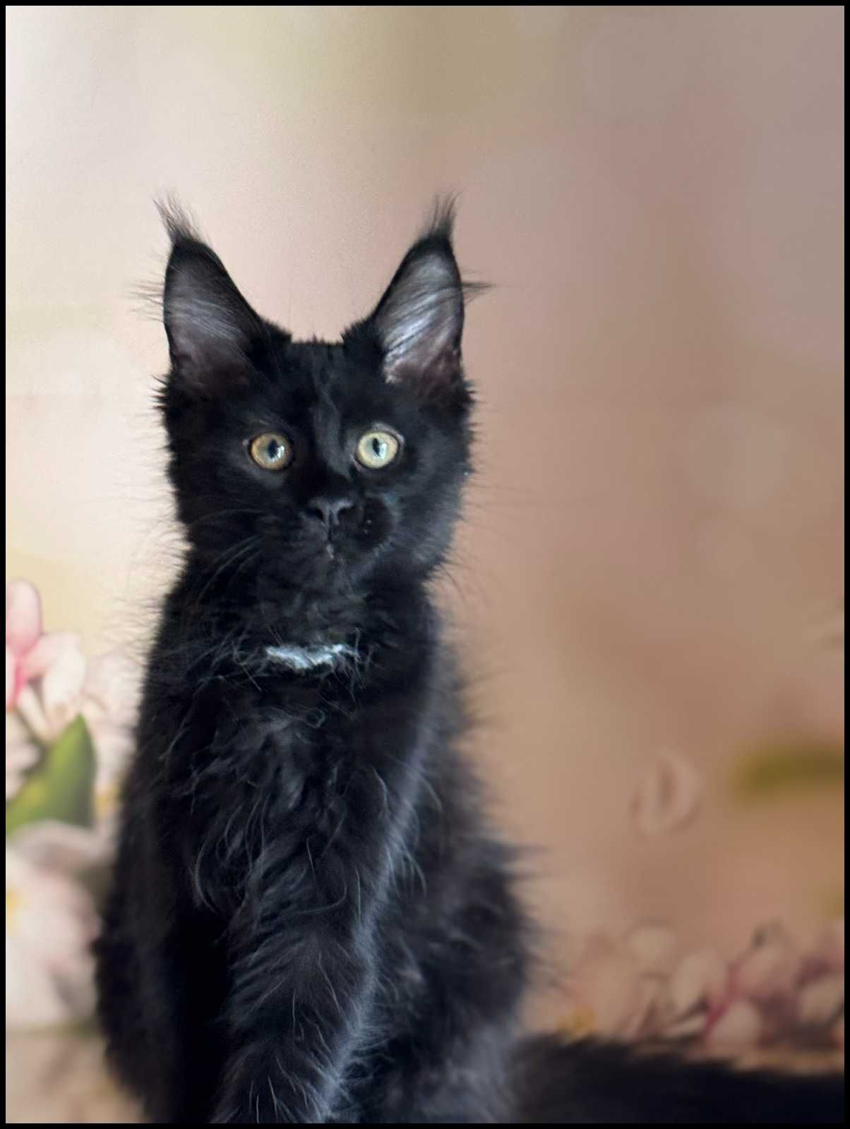 Koteczka Maine Coon Jane w opcji do hodowli