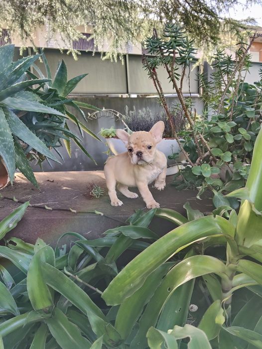 Bulldog Francês Fêmea