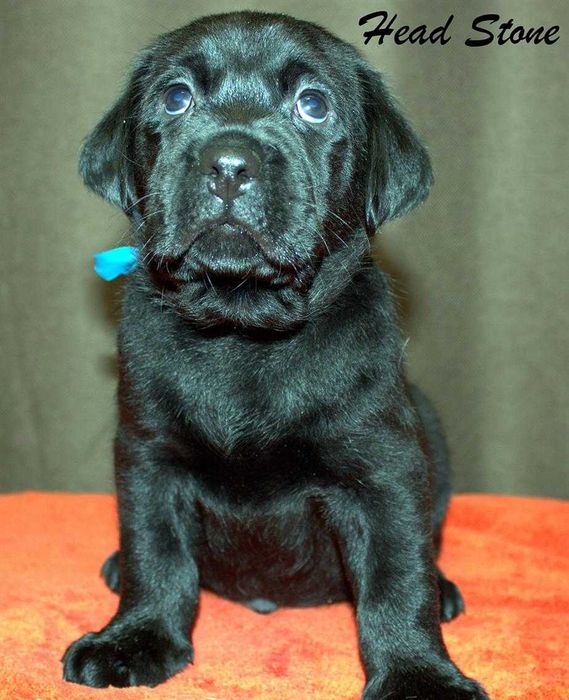 Лабрадор ретривер КСУ-FCI