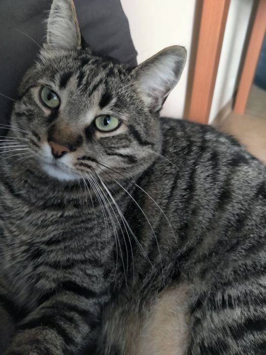 Шукаємо котика, загубився котик