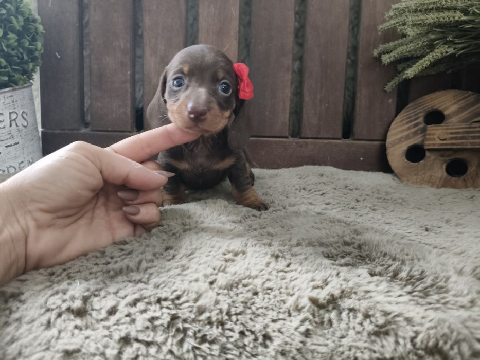 Teckel kaninchen fêmea com LOP