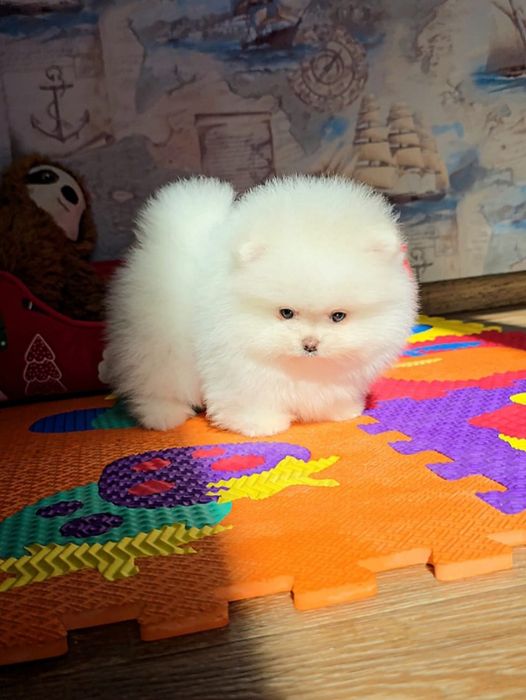 Померанський шпіц КСУ цуценя мішка купити щенка цуценя