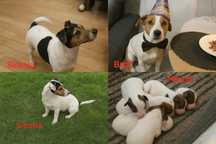 Jack Russell terrier