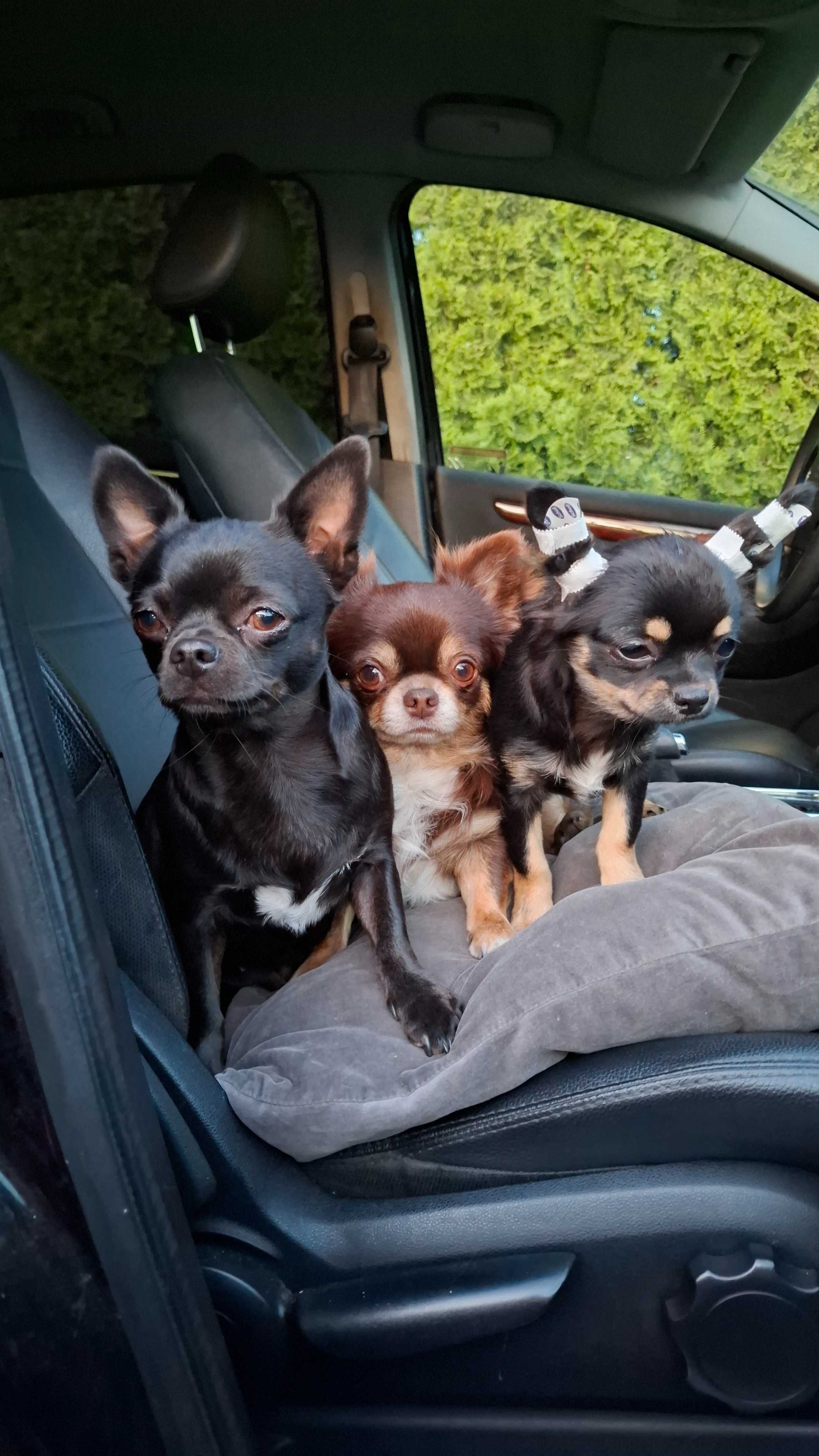 Czarno-podpalany długowłosy chihuahua samiec gotowy do odbioru/rodowód
