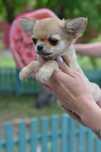 Chihuahua, mała dziewczynka