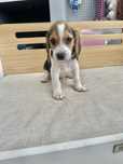 Beagle menina top