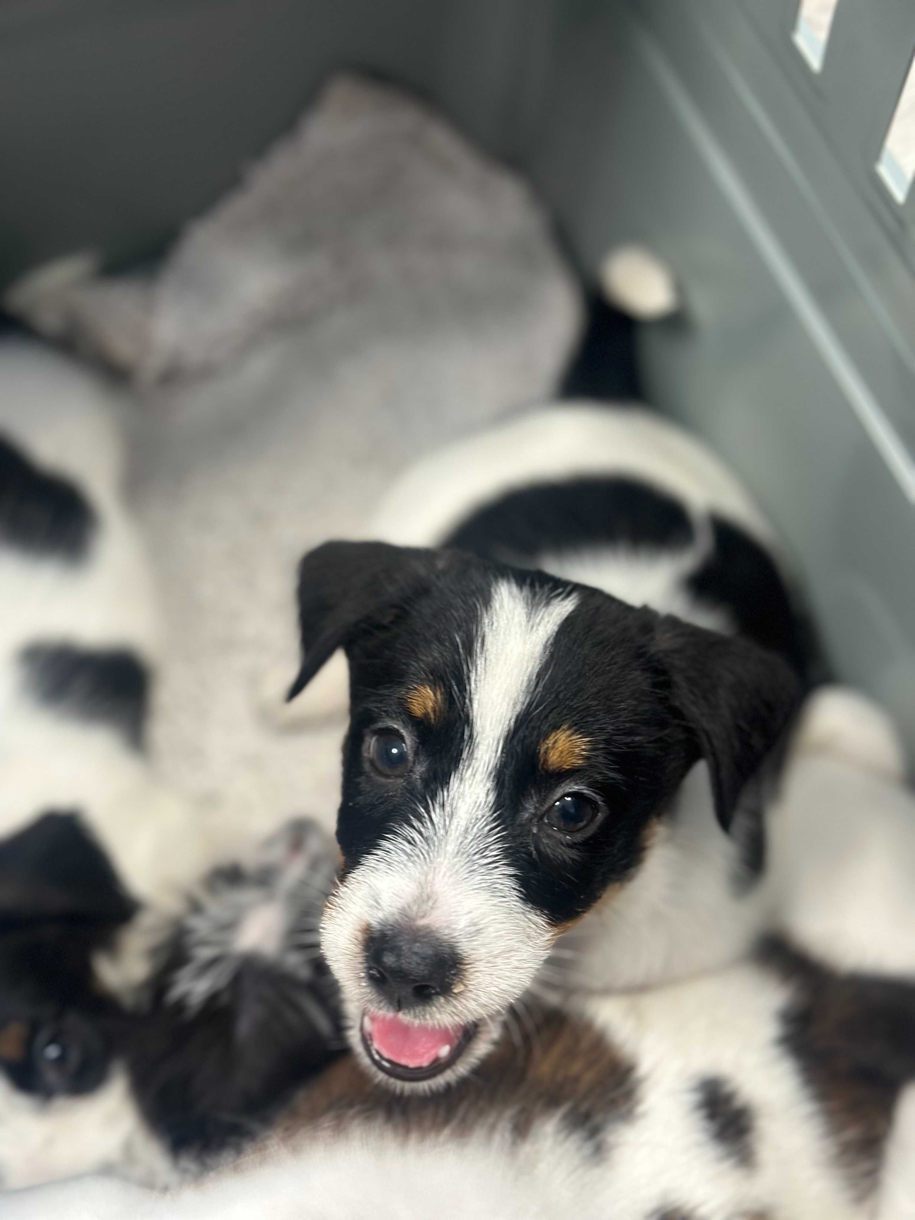 suczka Jack Russell terrier ZKWP/FCI szorstkowłosa