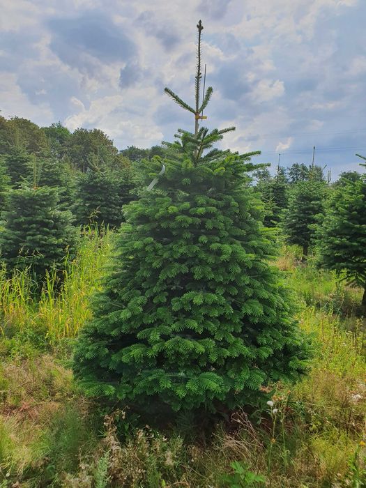 Jodła Kaukaska z plantacji cięta lub w donicy - tuchoinki.pl PLANTACJE