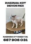 Zagunąl kotek devon rex Quinn
