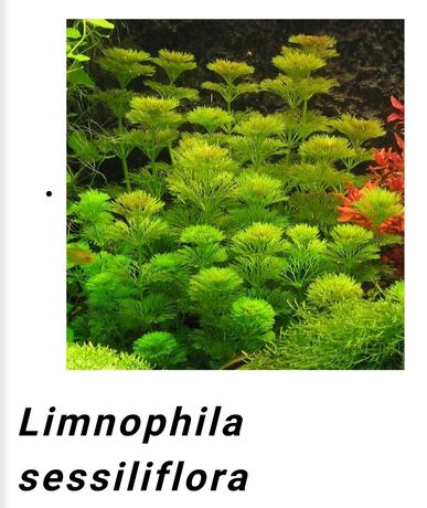 Limnophila sessiflora( venda urgente)