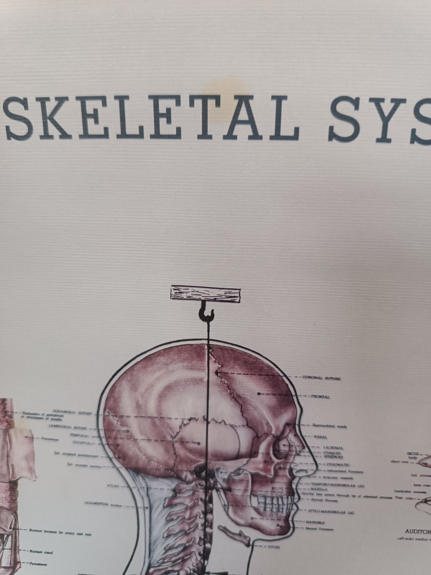 Plakat system szkieletowy 50x70 vintage obraz kościotrup